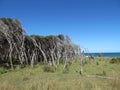 Wind swept trees and grasslands Royalty Free Stock Photo