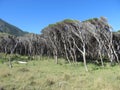 Wind swept trees and grasslands Royalty Free Stock Photo