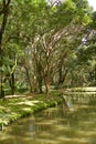 Wind swept trees next to a pond in a Japanese garden Royalty Free Stock Photo