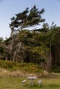 Wind Swept Trees and Picnic Table Royalty Free Stock Photo