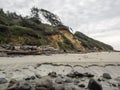 Wind swept trees at rugged ocean shore line Royalty Free Stock Photo