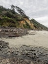 Wind swept trees at rugged ocean shore line Royalty Free Stock Photo