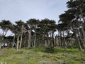 Wind-swept trees of the Sutro Park in San Francisco Royalty Free Stock Photo