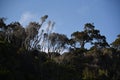 New Zealand- Coastal Old Growth Wind Blown Trees Royalty Free Stock Photo