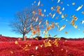 Wind tee falling leaves on air , autumn weather background