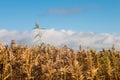 wind in the thickets of dry autumn reeds against the blue sky Royalty Free Stock Photo