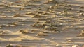 Wind traces in the sand on the beach background Royalty Free Stock Photo