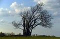 Wind tree in Krusne hory mountains