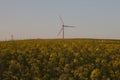 Wind turbine in canola fields in the evening Royalty Free Stock Photo