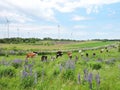 Wind turbine, cow and lupine flowers