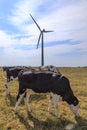 Wind turbine and cows in meadow Royalty Free Stock Photo