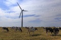 Wind turbine and cows in meadow Royalty Free Stock Photo