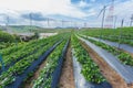 Wind Turbine farm sitting on the Strawberry farmland