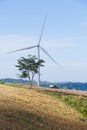 Wind Turbine farm sitting on the Strawberry farmland