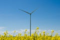 Wind turbine in yellow rapeseed field, background of blue sky and beautiful white clouds, source of alternative energy Royalty Free Stock Photo