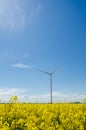 Wind turbine in yellow rapeseed field, background of blue sky and beautiful white clouds, source of alternative energy Royalty Free Stock Photo