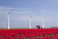 Wind turbines against blue sky and red tulip field in holland pl Royalty Free Stock Photo