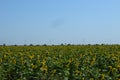 Wind turbines and agricultural field. Energy production, clean and renewable energy Royalty Free Stock Photo