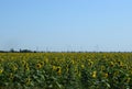 Wind turbines and agricultural field. Energy production, clean and renewable energy Royalty Free Stock Photo