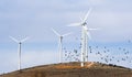 wind turbines and birds Royalty Free Stock Photo