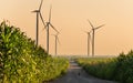 Wind turbines in corn field Royalty Free Stock Photo