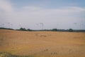 Wind turbines - cornfield Royalty Free Stock Photo
