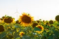 Wind turbines energy converters on yellow sunflowers field on sunset. Local eco friendly wind farm. Agriculture harvest Royalty Free Stock Photo