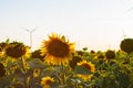 Wind turbines energy converters on yellow sunflowers field on sunset. Local eco friendly wind farm. Agriculture harvest Royalty Free Stock Photo