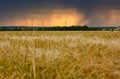 Wind turbines farm behind the wheat field against a dramatic sunset Royalty Free Stock Photo