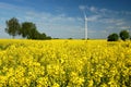 Wind turbines on field of oilseed Royalty Free Stock Photo