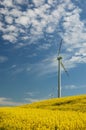 Wind turbines on field of oilseed