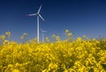 Wind turbines. Fields with windmills Royalty Free Stock Photo