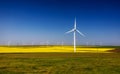 Wind turbines. Fields with windmills. Rapeseed field in bloom. Renewable energy. Protect the environment. Dobrogea, Romania