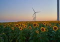 Wind turbines stand in a field of sunflowers, green energy Royalty Free Stock Photo