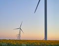 Wind turbines stand in a field of sunflowers, green energy Royalty Free Stock Photo