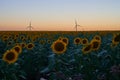 Wind turbines stand in a field of sunflowers, green energy Royalty Free Stock Photo