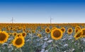 Wind turbines stand in a field of sunflowers, green energy Royalty Free Stock Photo