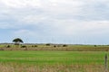 Wind Turbines Generating Power In Country Australia