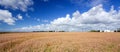 Wind turbines in a golden wheat field! Royalty Free Stock Photo