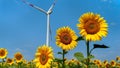 Wind turbines gracefully turning amidst a sunflower field on a sunny and breezy day. Renewable energy, nature Royalty Free Stock Photo