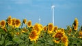 Wind turbines harnessing wind energy in a sunflower field on a bright and breezy day Royalty Free Stock Photo