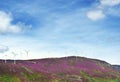 Wind Turbines on Lavender Hills
