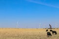 Wind turbines and oil well and grazing cattle all in one field against a blue sky Royalty Free Stock Photo