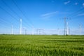 Wind turbines and power lines in a corn field Royalty Free Stock Photo