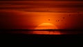 Wind turbines running at sunset while birds pass by Royalty Free Stock Photo