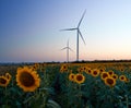 Wind turbines stand in a field of sunflowers, green energy