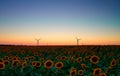 Wind turbines stand in a field of sunflowers, green energy Royalty Free Stock Photo