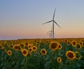 Wind turbines stand in a field of sunflowers, green energy Royalty Free Stock Photo