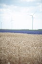 Wind turbines and wheat