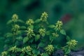 Wind wheel vegetable-calamint